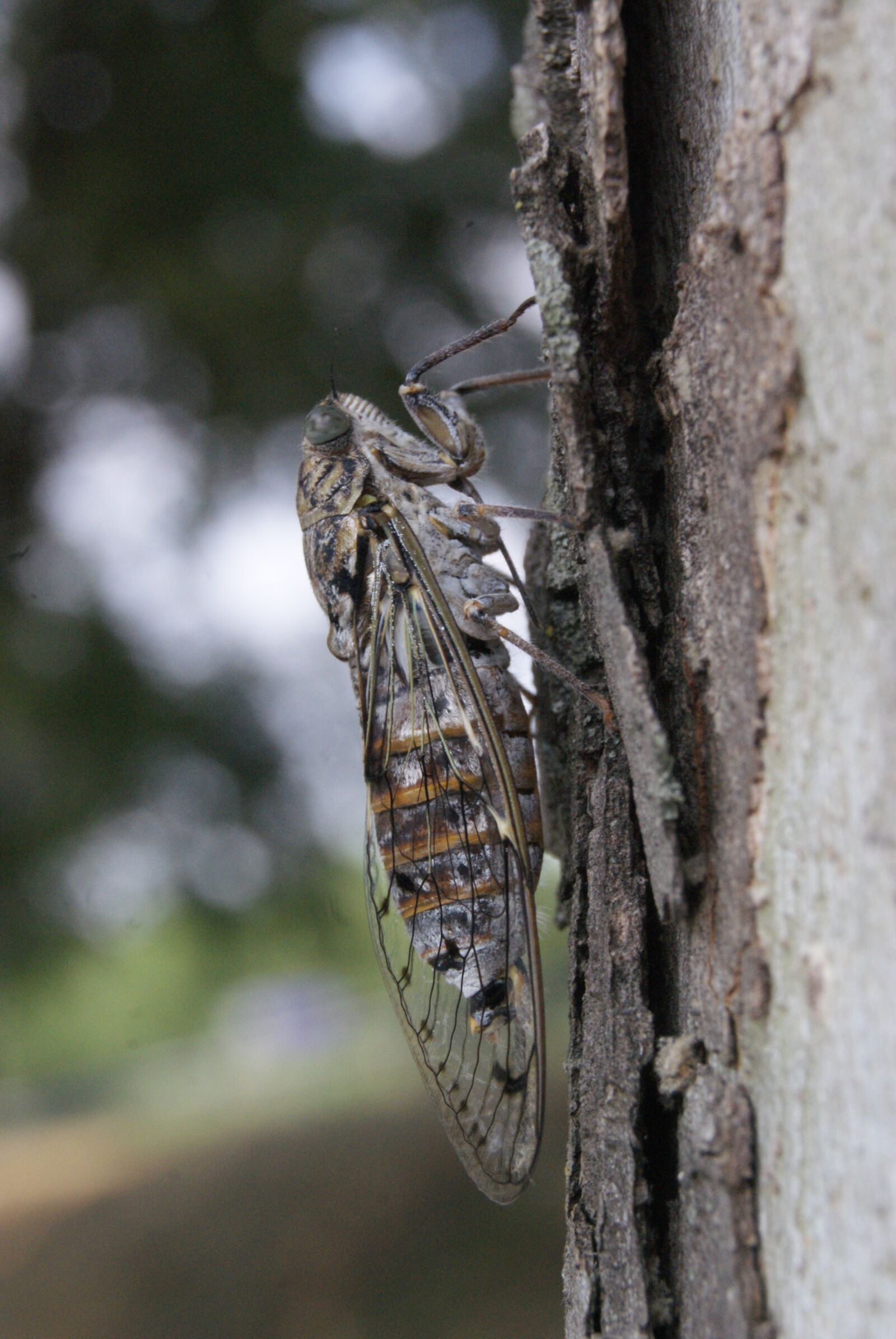 Sony Alpha DSLR-A230 sample photo. Cicada, provence, profile photography