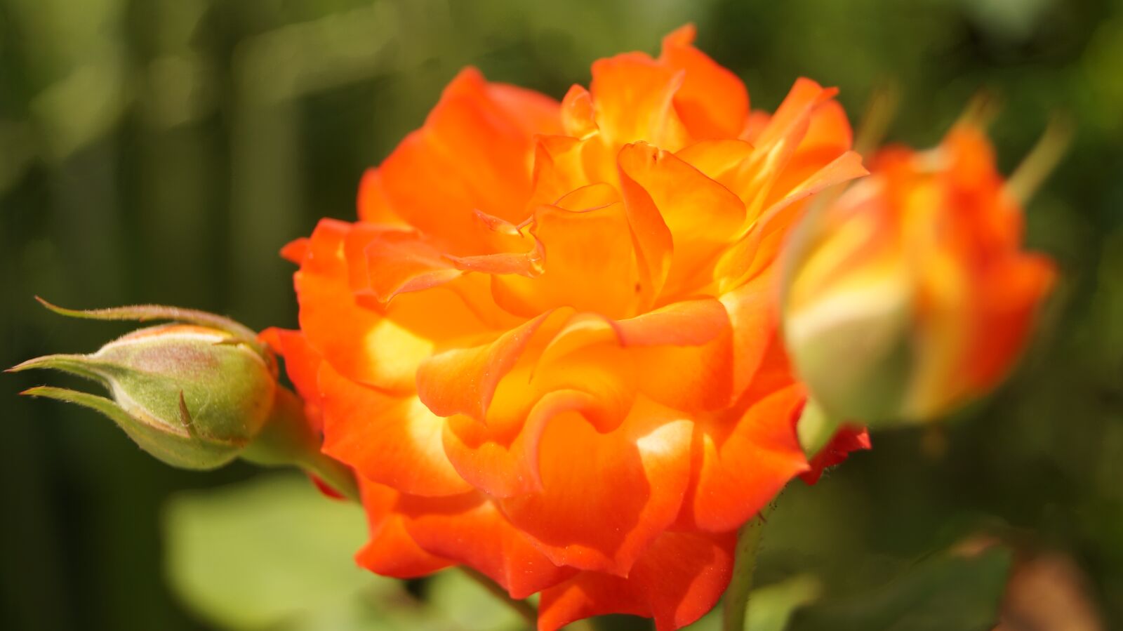 Sony SLT-A37 sample photo. Rosa, orange, flowers photography