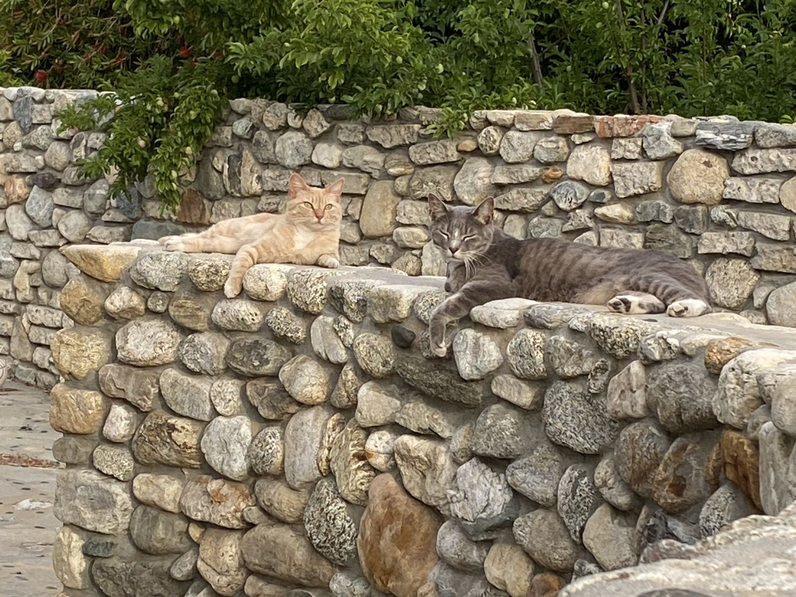 Apple iPhone 11 sample photo. Cats, stones, feline photography