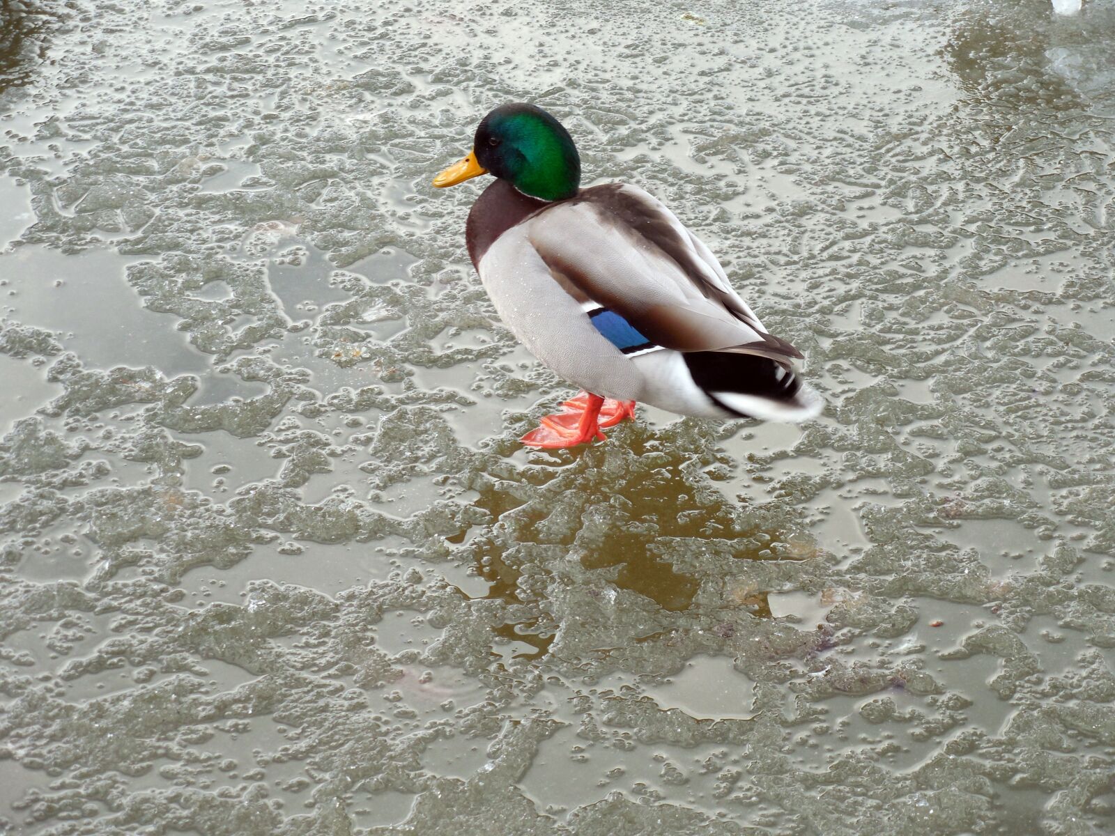 Nikon COOLPIX L620 sample photo. Duck, ice, winter photography