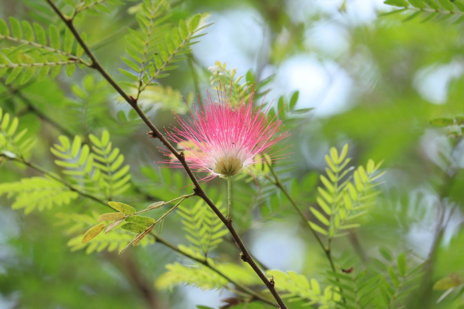 Canon EOS 250D (EOS Rebel SL3 / EOS Kiss X10 / EOS 200D II) sample photo. Brush flower, kerala, flower photography