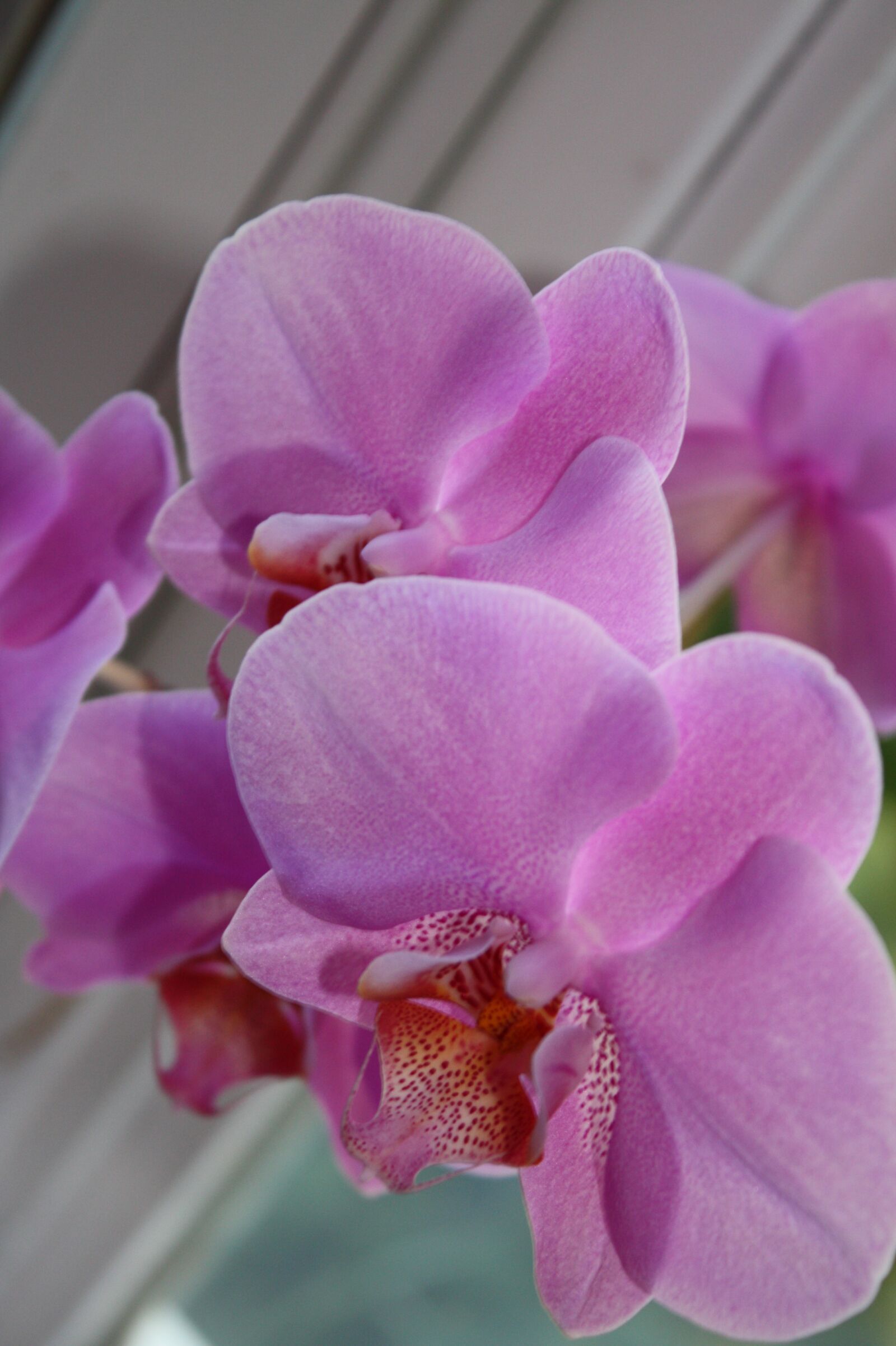 Canon EOS 450D (EOS Rebel XSi / EOS Kiss X2) sample photo. Violet flower, flower, pink photography
