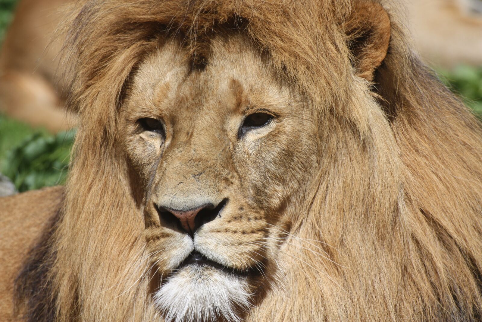 Canon EOS 450D (EOS Rebel XSi / EOS Kiss X2) sample photo. Lion, lion's mane, animals photography