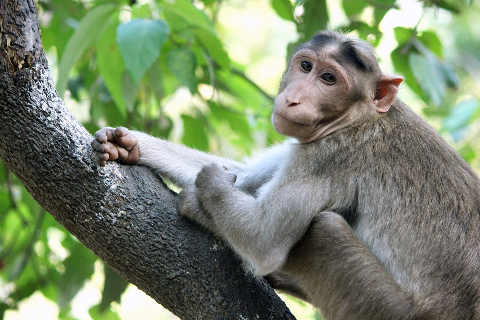 Canon EOS 700D (EOS Rebel T5i / EOS Kiss X7i) sample photo. Animal, monkey, wild, wildlife photography