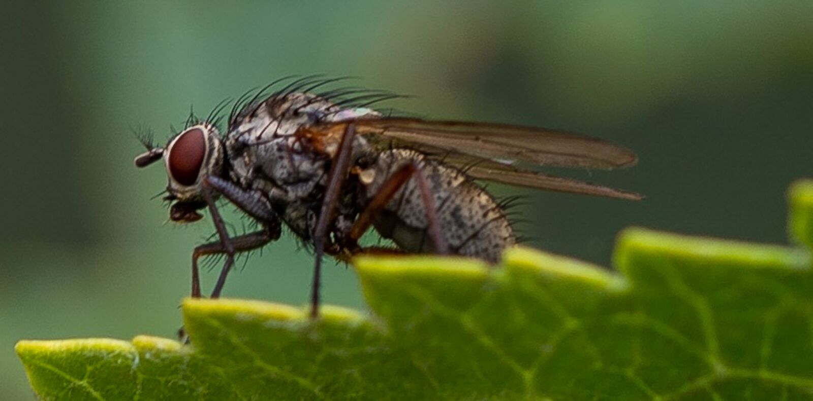 Sony a7 III sample photo. Fly, macro, insect photography