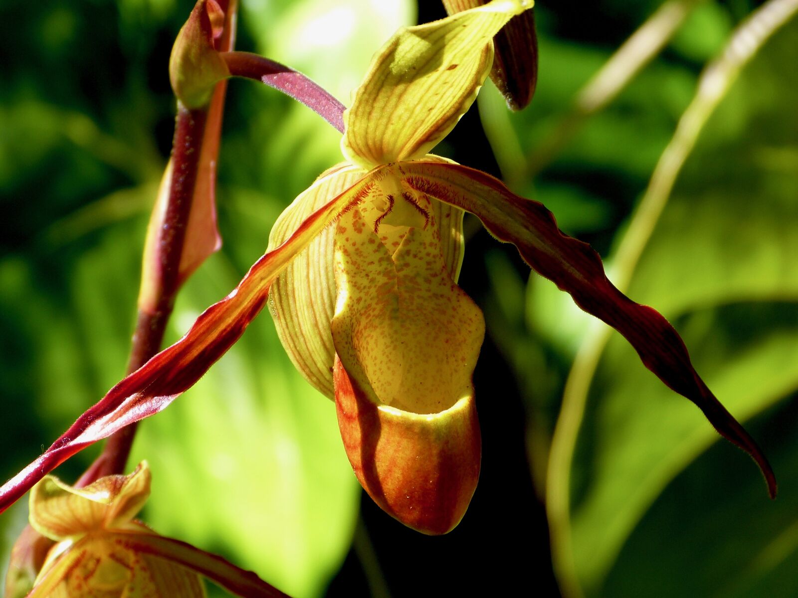 Panasonic Lumix DMC-FZ150 sample photo. Orchid, flower, reunion island photography