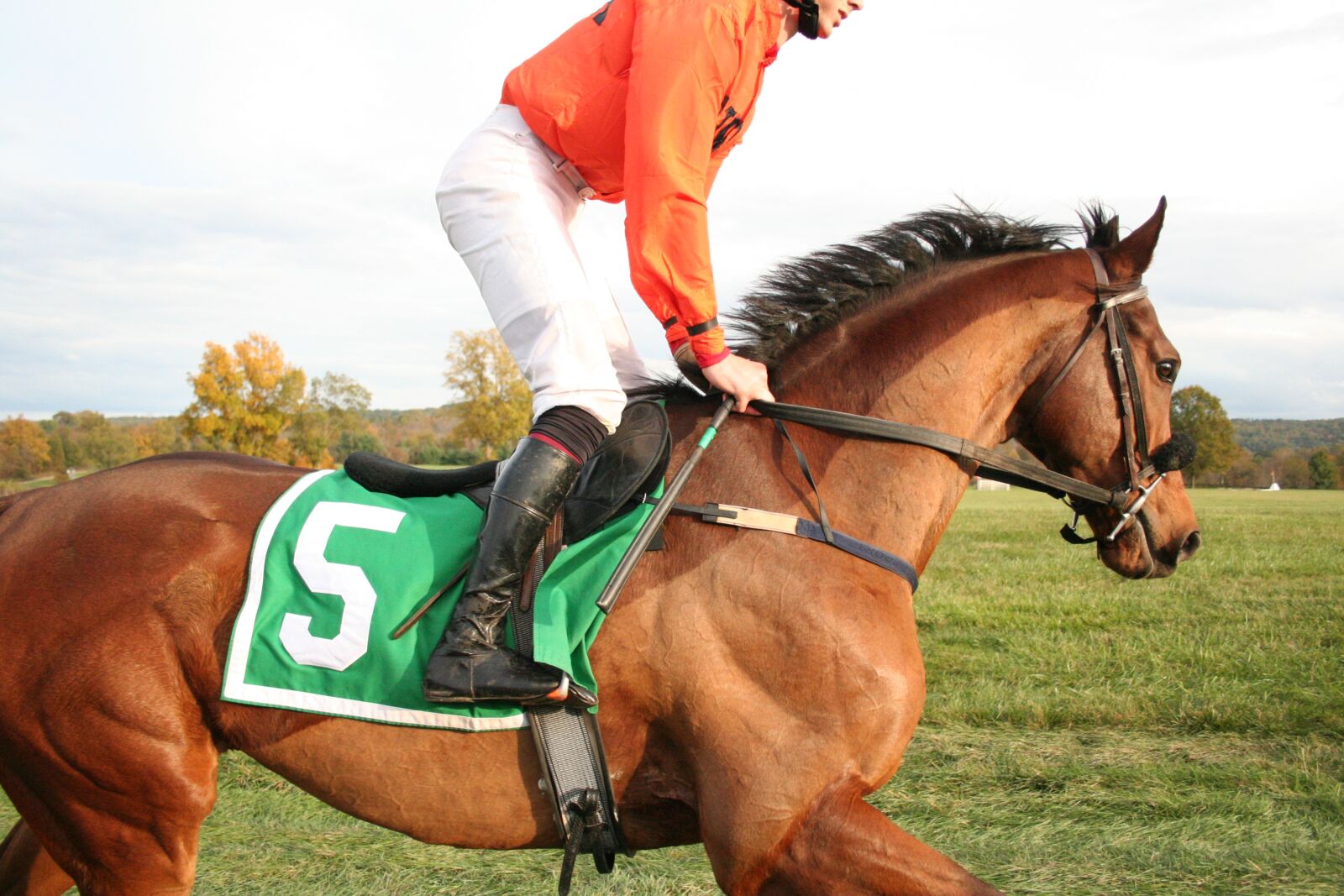 Canon EOS 350D (EOS Digital Rebel XT / EOS Kiss Digital N) sample photo. Horse, racehorse, sport photography