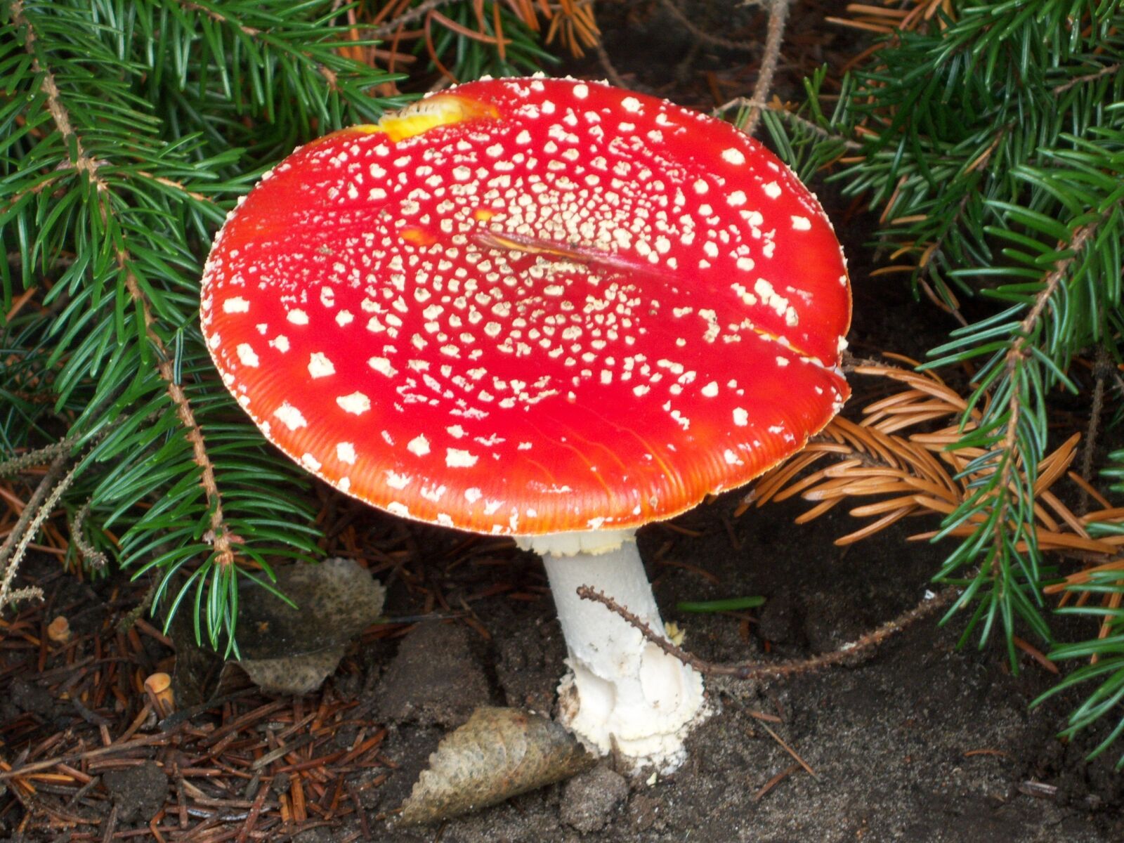 Kodak EASYSHARE V803 ZOOM DIGITAL CAMERA sample photo. Mushroom, nature, forest photography