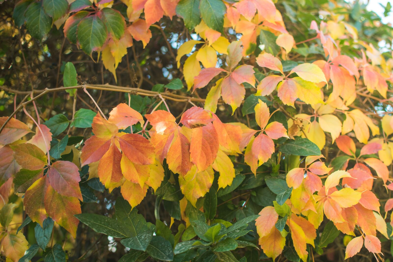 Nikon D5300 sample photo. Autumn, leaf, leaves photography