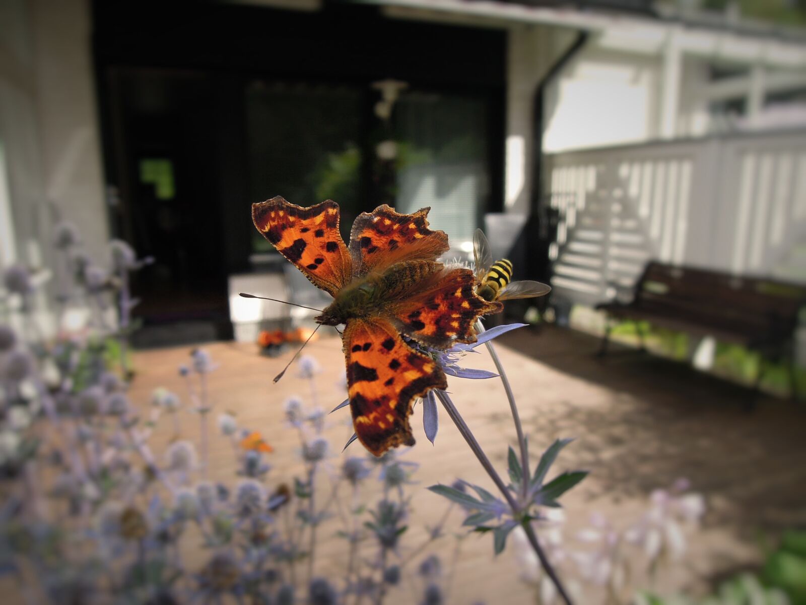 Nikon Coolpix P300 sample photo. Butterfly, insect, animal photography