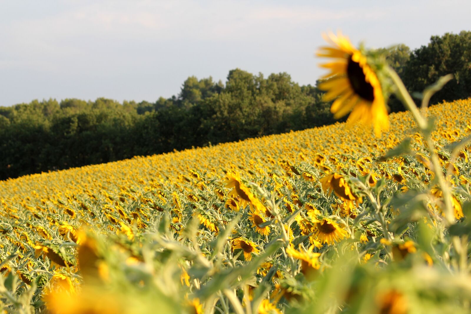 Canon EOS 550D (EOS Rebel T2i / EOS Kiss X4) sample photo. Sunflower, field, yellow photography