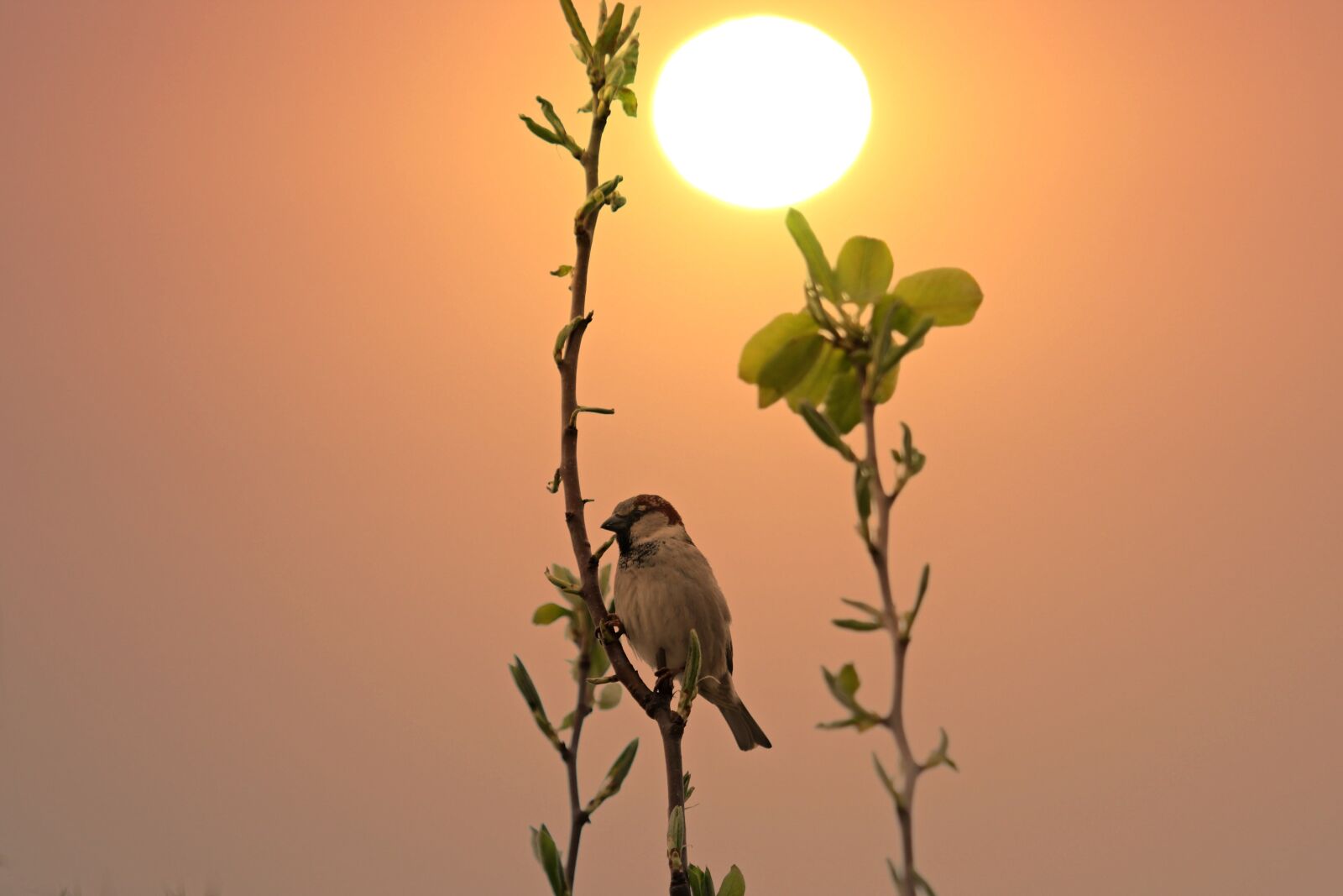 Canon EF 100-400mm F4.5-5.6L IS USM sample photo. Sparrow, casey, sunrise photography