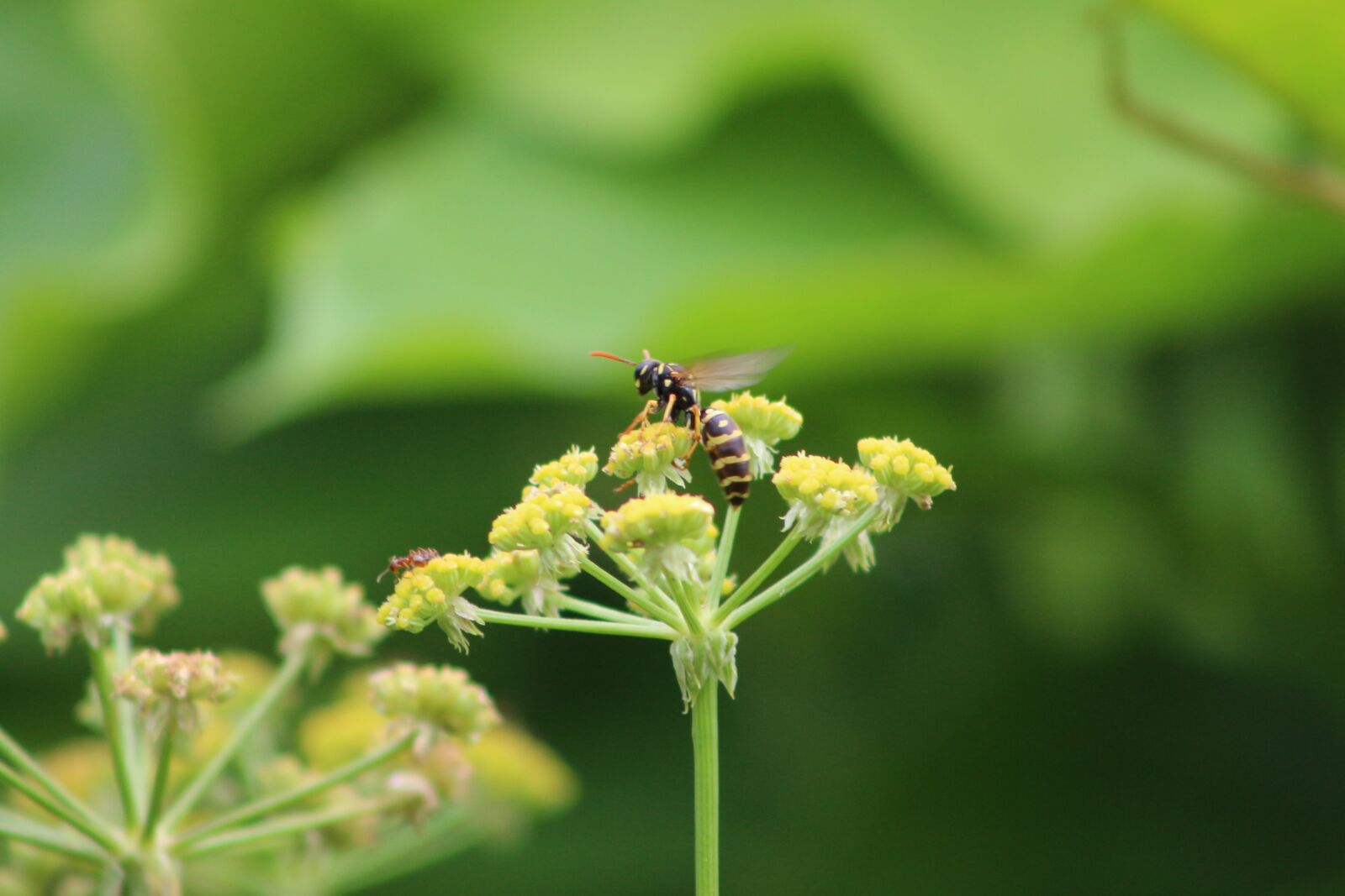 Canon EOS 700D (EOS Rebel T5i / EOS Kiss X7i) sample photo. Bee, nature, insect photography