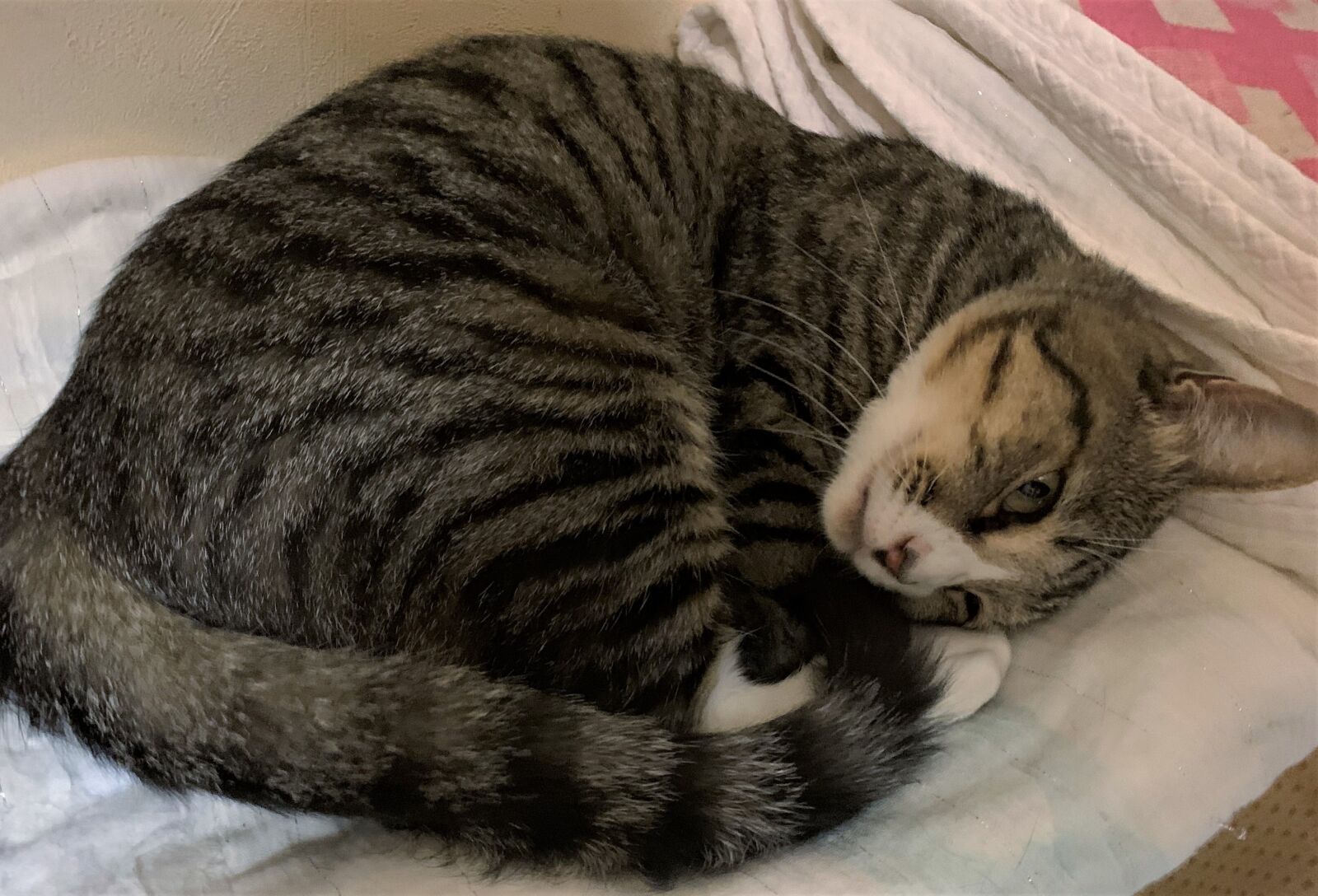 iPhone XR back camera 4.25mm f/1.8 sample photo. Cat, pet, adorable photography