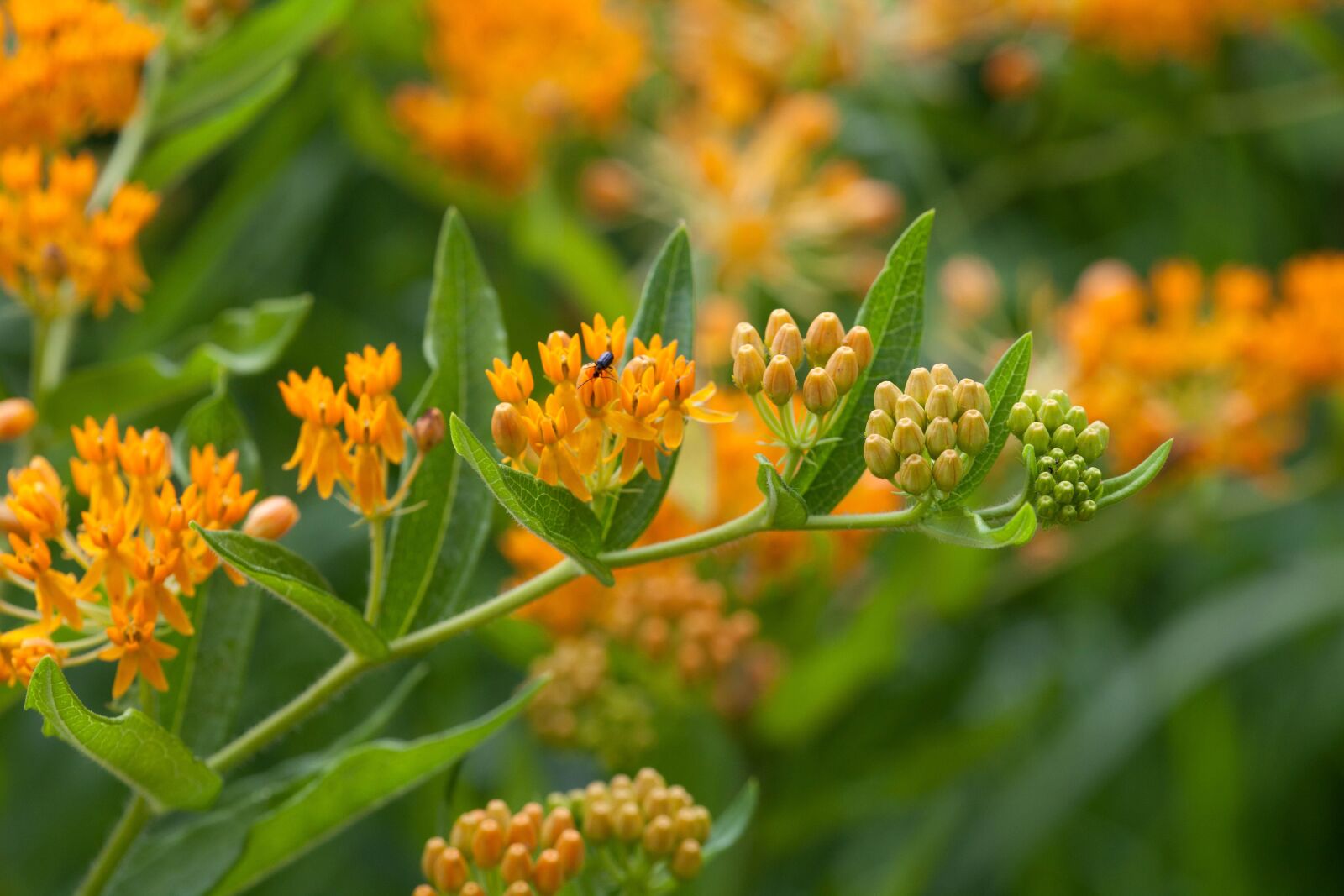 Canon EOS 5D Mark II sample photo. Perennial, plant, larval, food photography