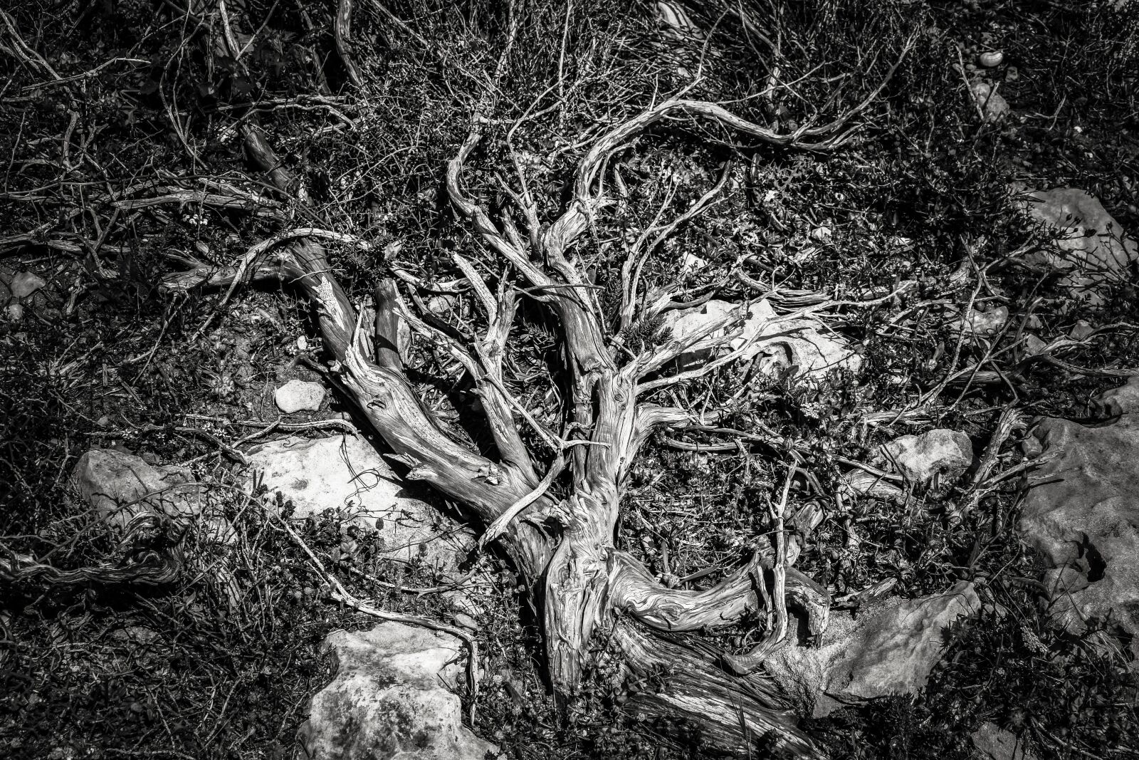 Nikon D3300 sample photo. Roots, nature, plant photography