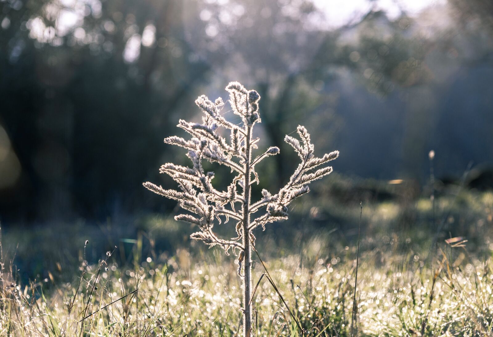Canon EF75-300mm f/4-5.6 sample photo. Strange plant, growth, sky photography