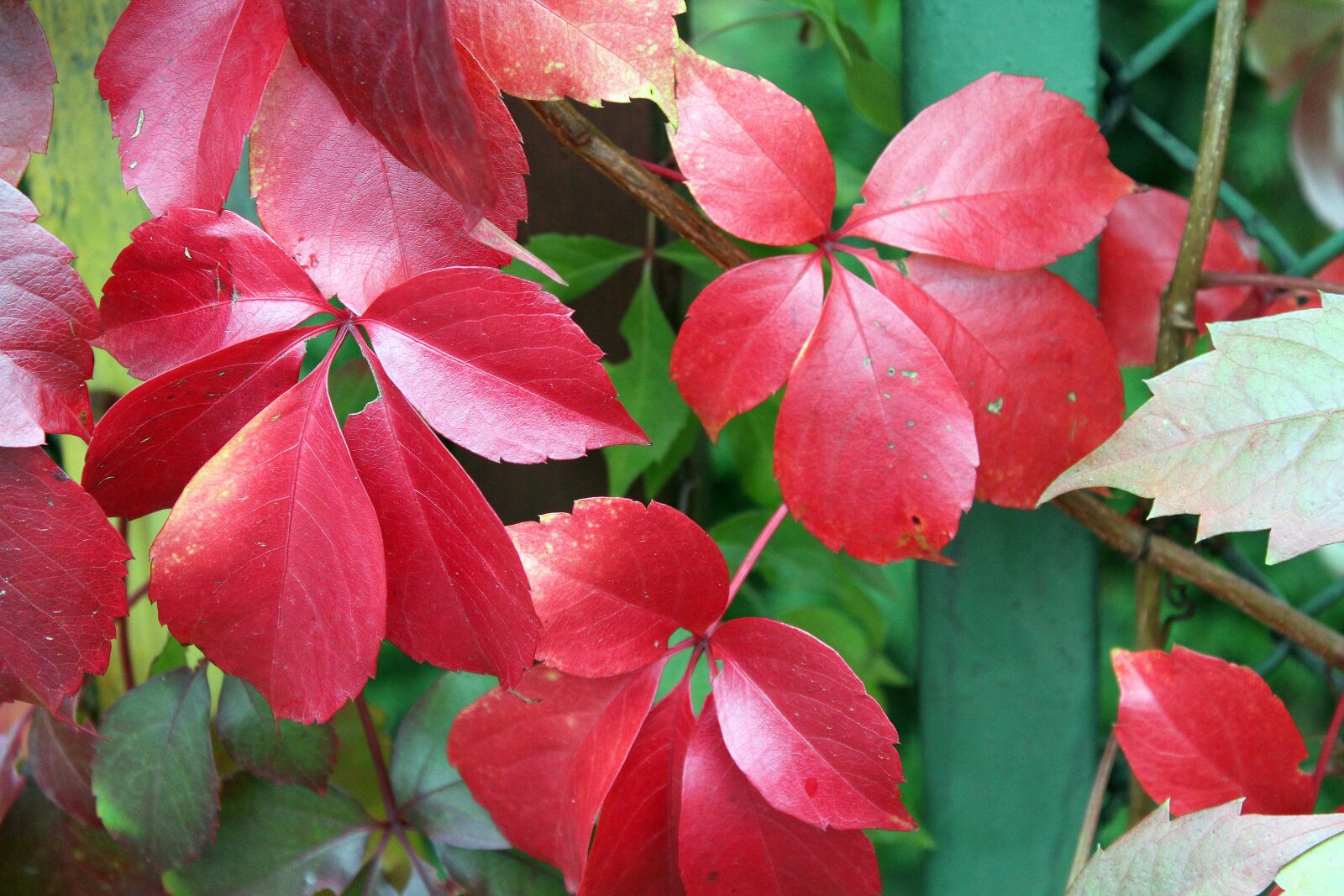 Canon EOS 1200D (EOS Rebel T5 / EOS Kiss X70 / EOS Hi) sample photo. Virginia creeper, autumn leaves photography