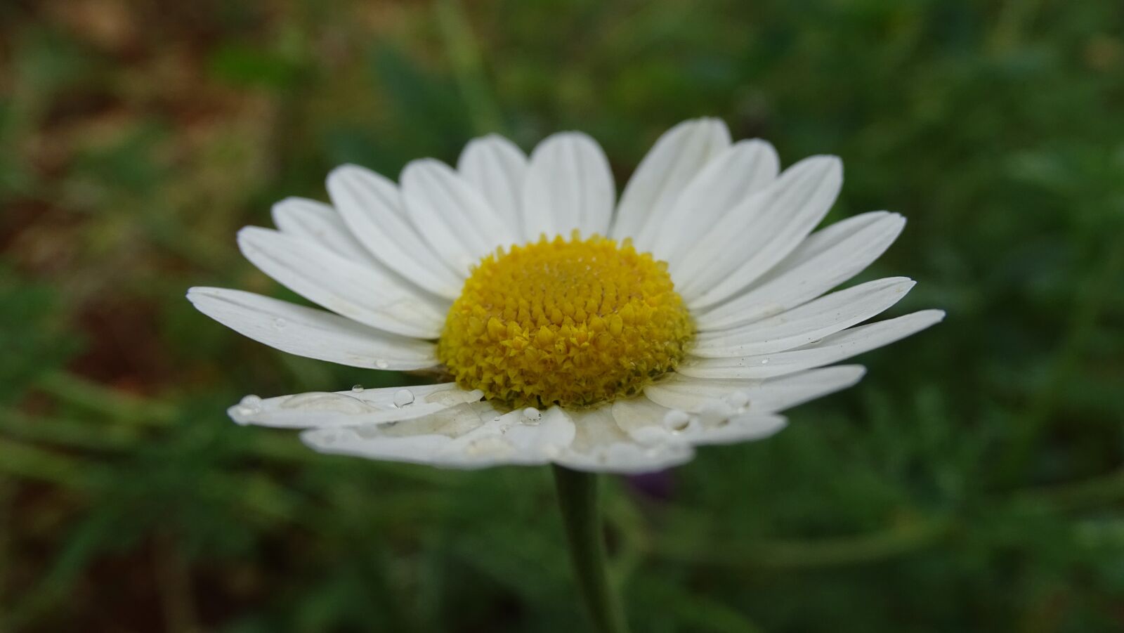 Sony Cyber-shot DSC-HX400V sample photo. Nature, flora, flower photography
