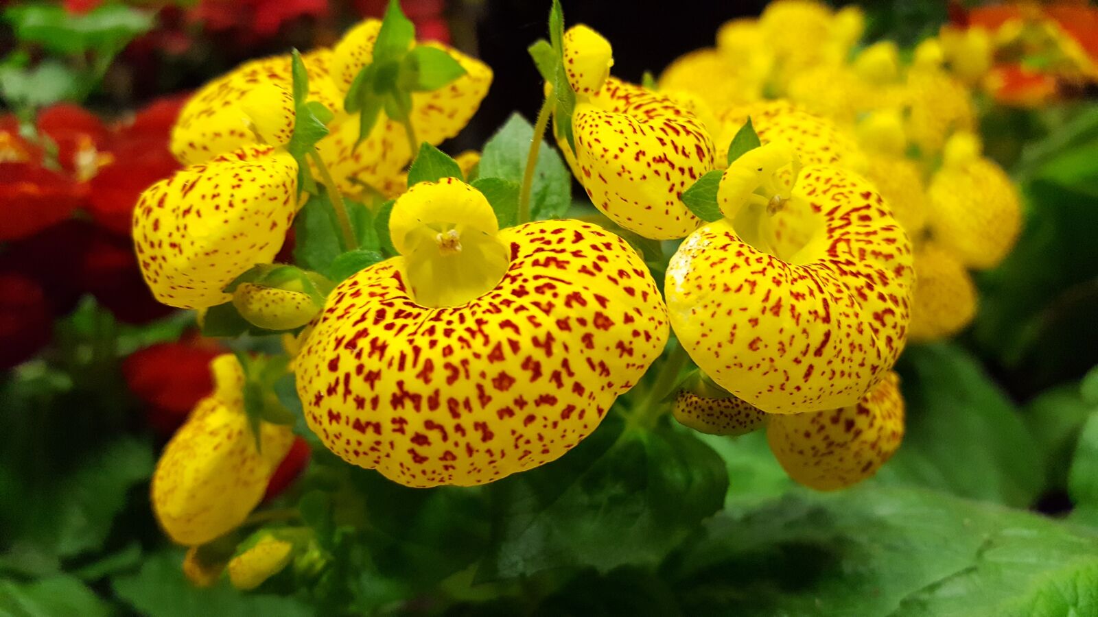 Samsung GALAXY S6 edge sample photo. Cypripedium calceolus, beauty, flower photography