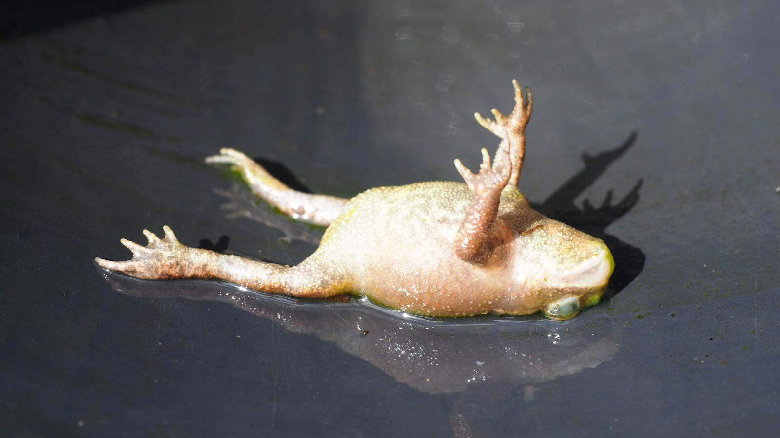 Olympus M.Zuiko Digital 14-42mm F3.5-5.6 II R sample photo. Frog, dead, amphibian photography