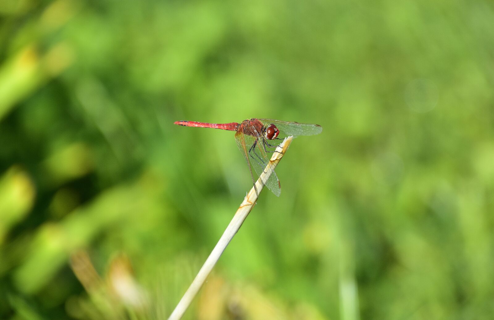 Nikon D7200 sample photo. Dragonfly, insect, insects photography