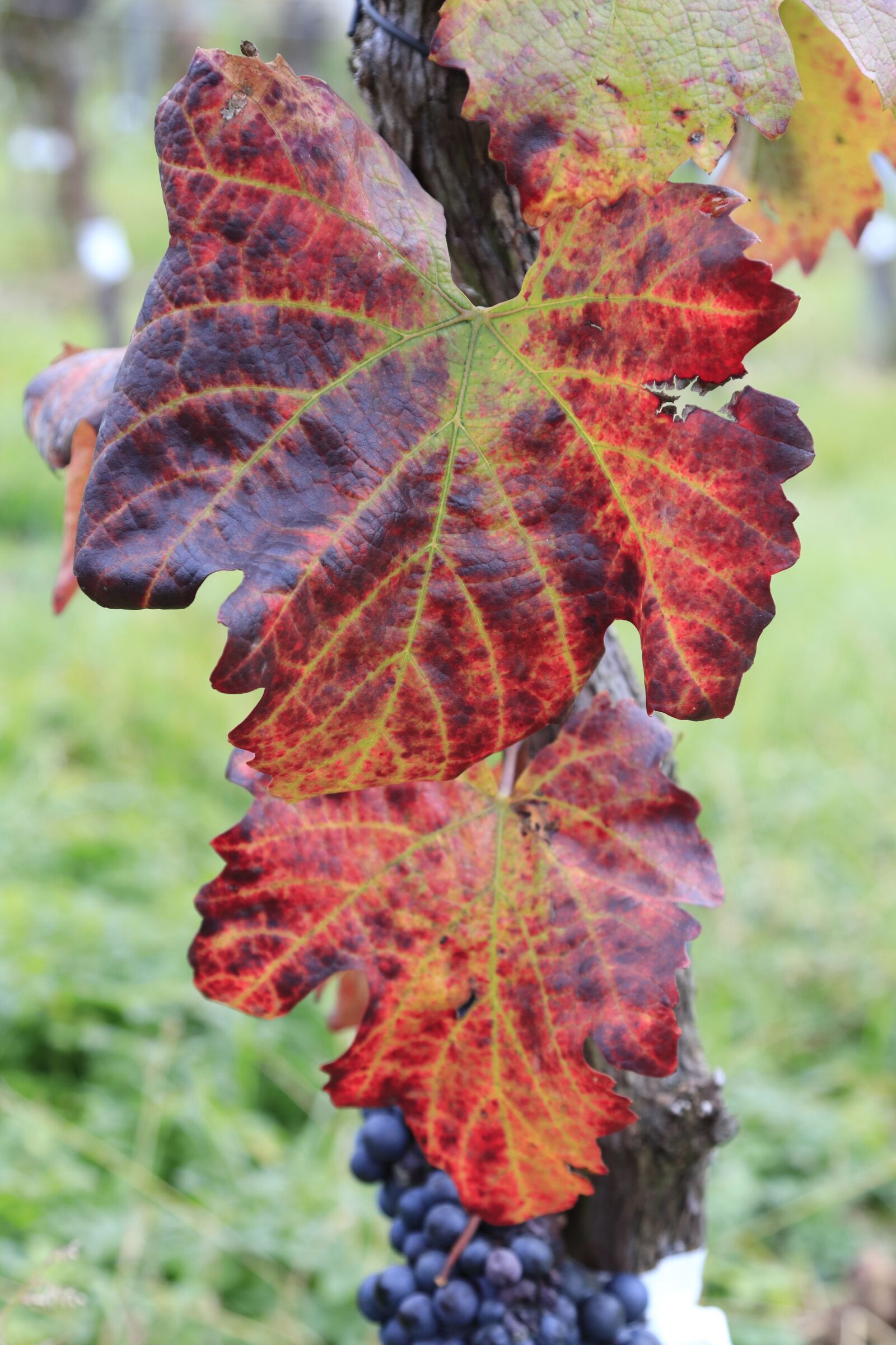 Canon EOS 77D (EOS 9000D / EOS 770D) sample photo. Vine, colorful, autumn photography