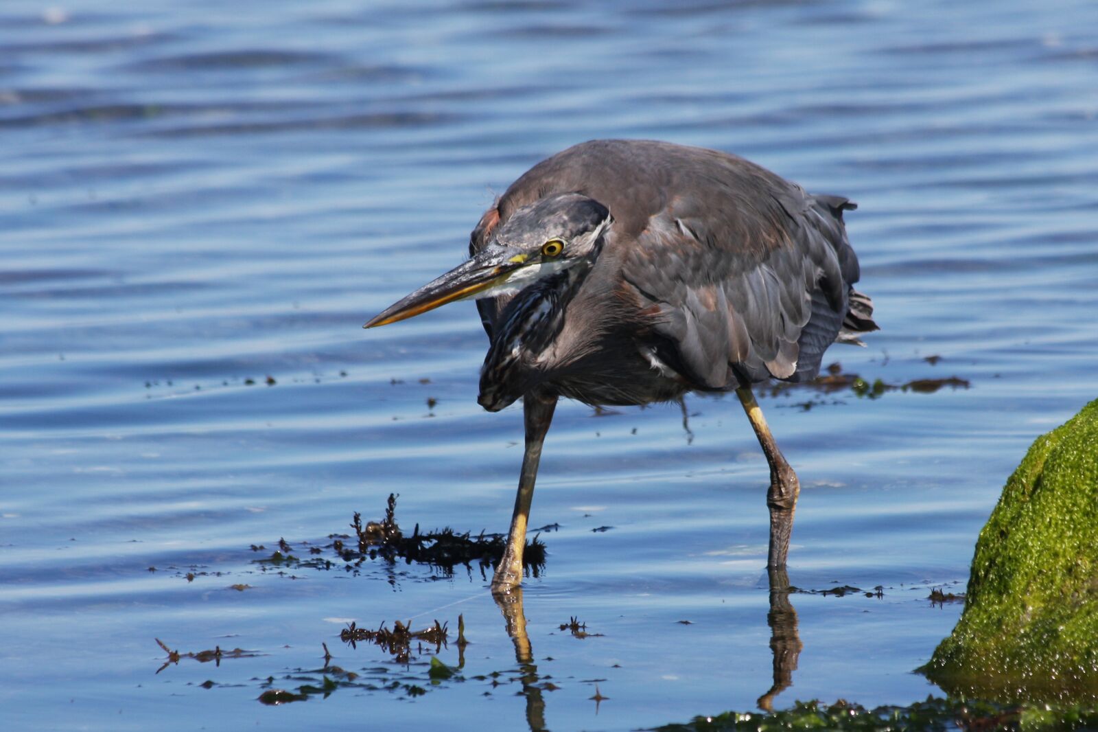 Canon EOS 40D sample photo. Heron, fishing, listening photography