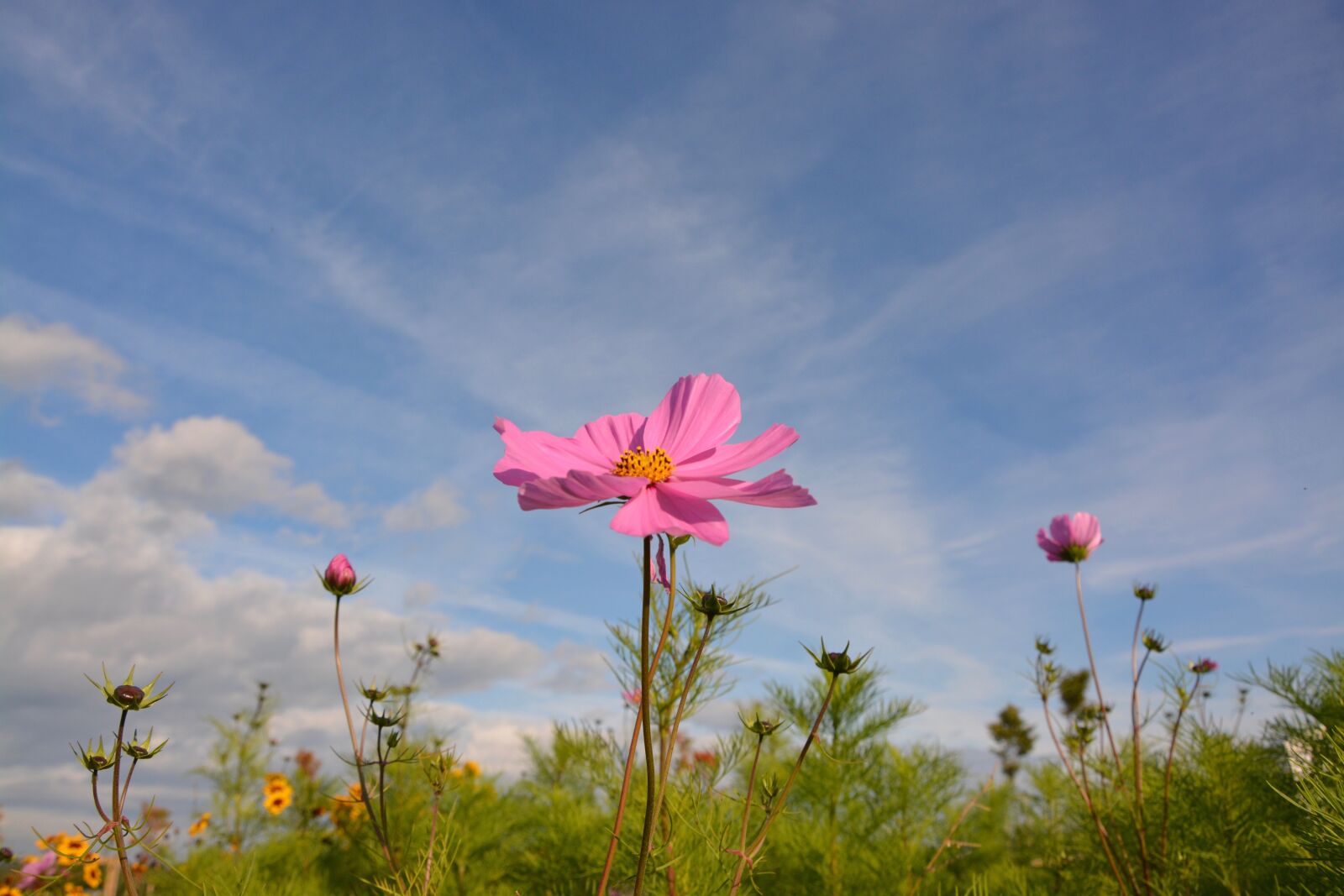 Nikon D5200 sample photo. Flower, flowers, color pink photography