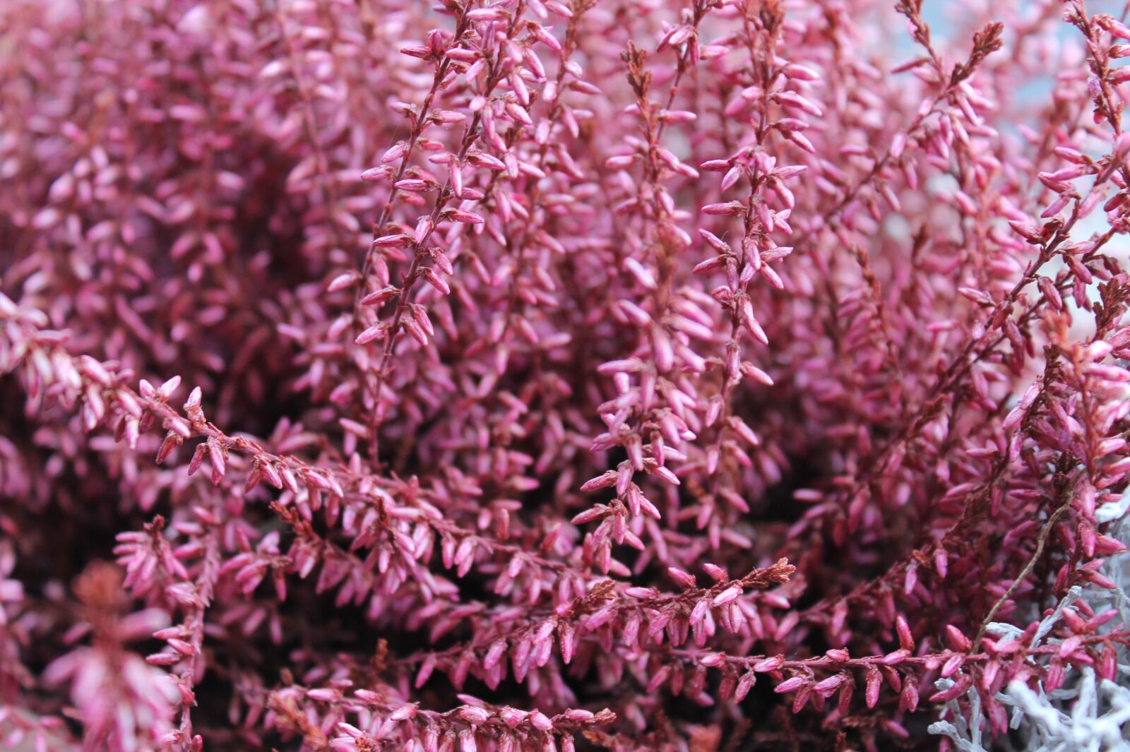 Canon EOS 1100D (EOS Rebel T3 / EOS Kiss X50) sample photo. Bloom, plant, colorful plant photography