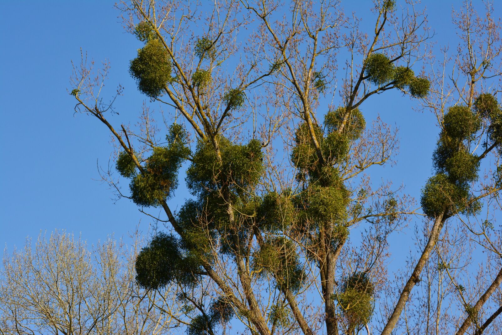 Nikon D5200 sample photo. Mistletoe, tree, parasite photography