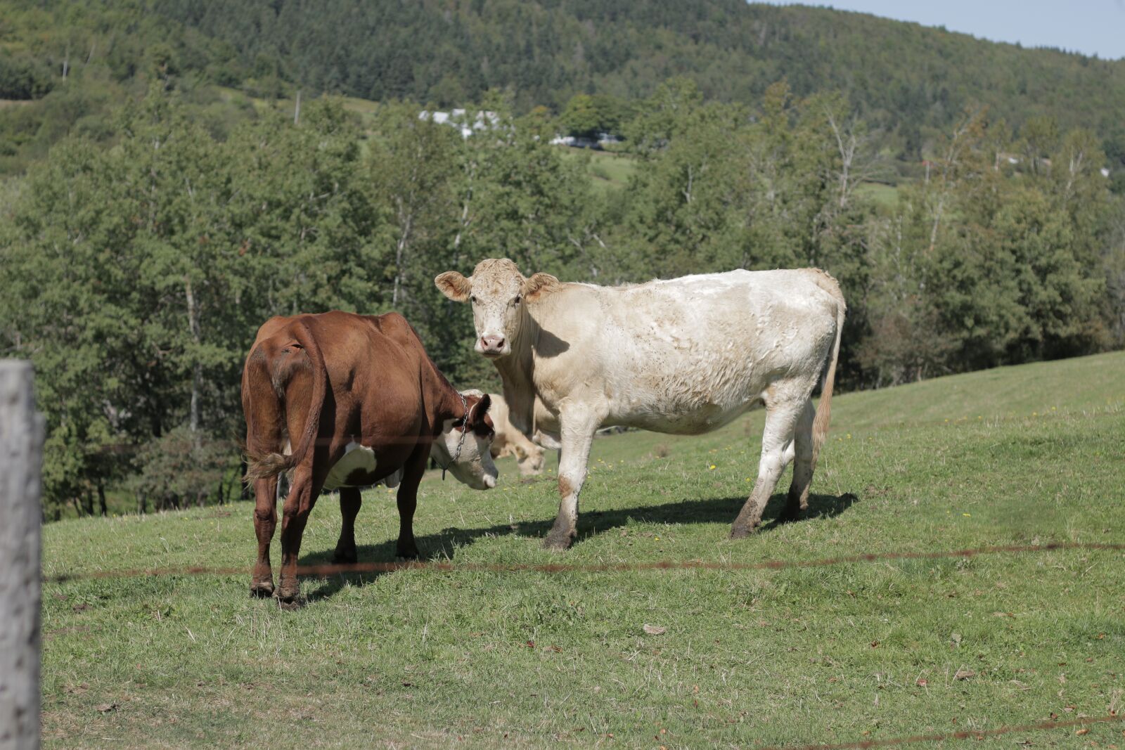 Canon EOS 70D sample photo. Cows, cattle, livestock photography