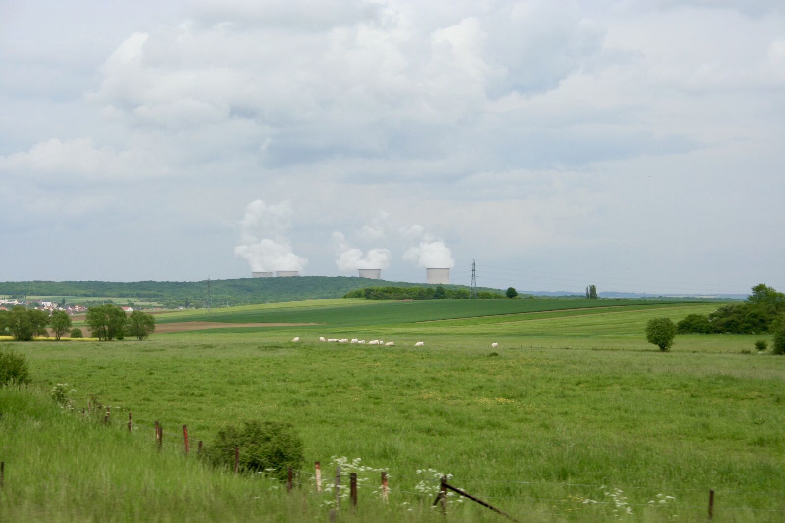 Canon EOS 350D (EOS Digital Rebel XT / EOS Kiss Digital N) sample photo. Nuclear, plant, sheep photography
