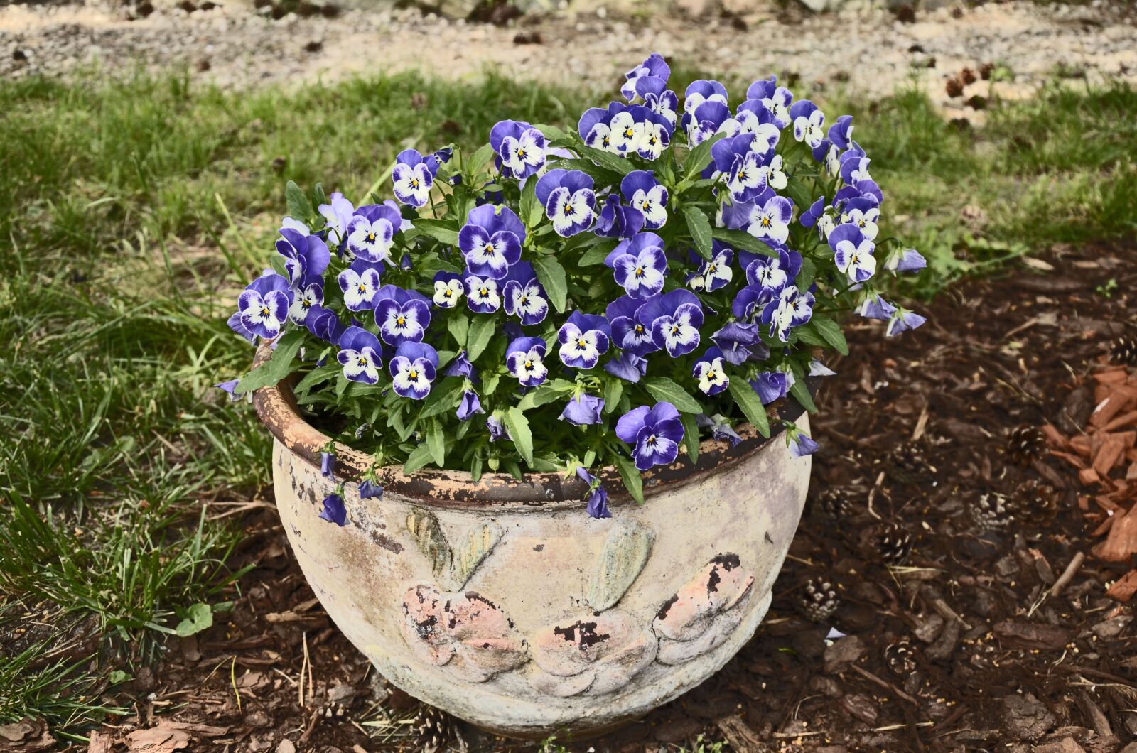 Nikon D7000 sample photo. Pansies, the delicacy, little photography