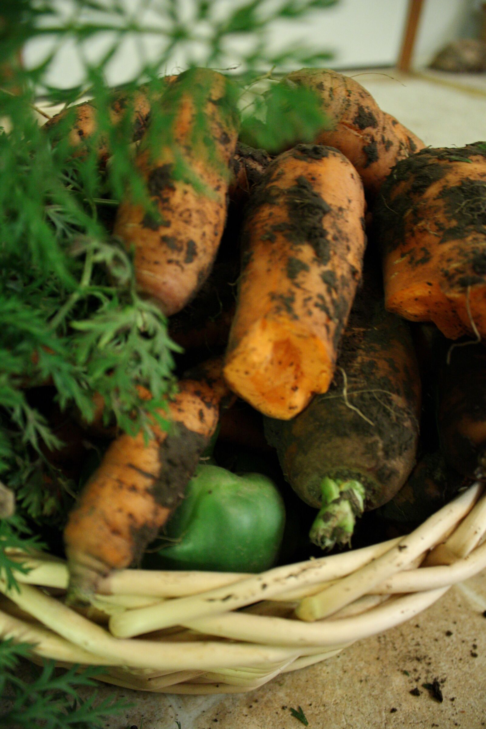 Canon EOS 450D (EOS Rebel XSi / EOS Kiss X2) sample photo. Carrots, vegetables, harvest photography