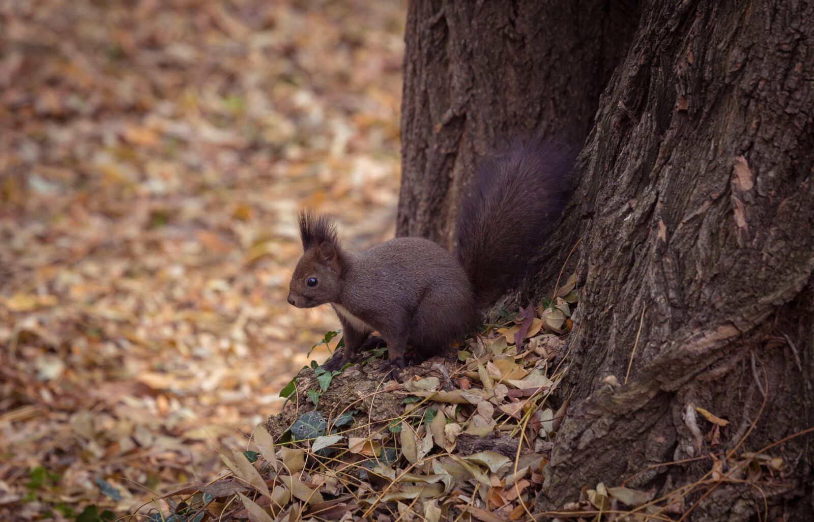 Canon EF 70-200mm F4L USM sample photo. Animal, leaves, nature photography