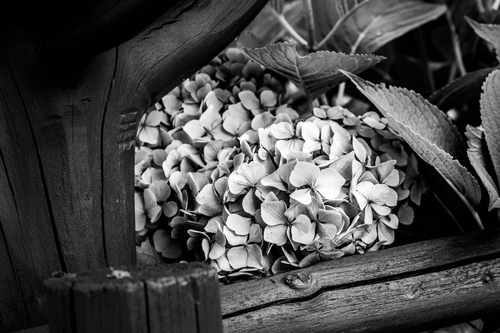 Canon EOS 800D (EOS Rebel T7i / EOS Kiss X9i) sample photo. Flower, blackandwhite, the fence photography