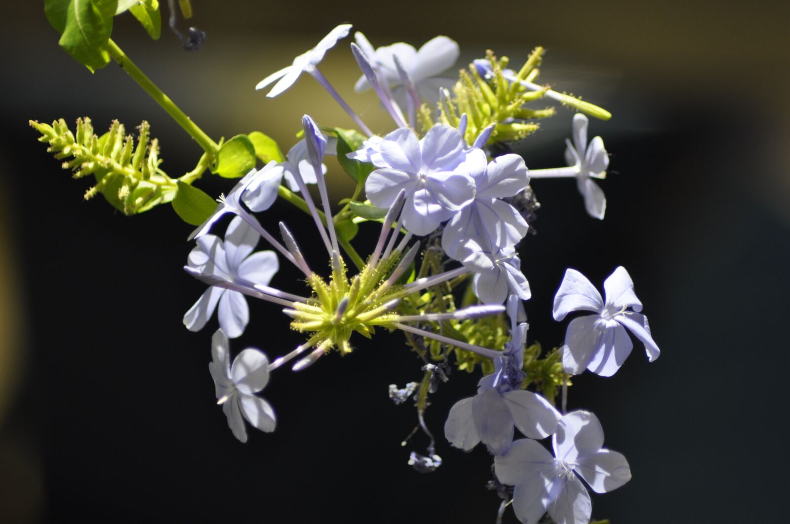 Nikon D90 sample photo. Plumbago, flower, nature photography