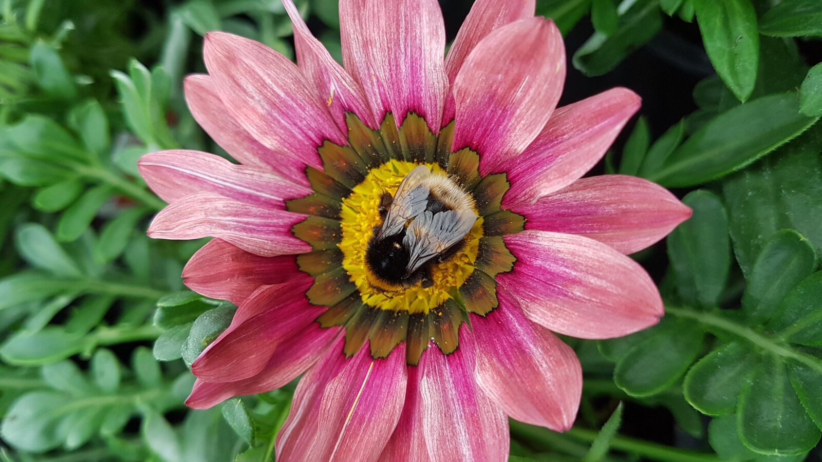 Samsung Galaxy S7 Edge sample photo. Flower, bee, bloom photography