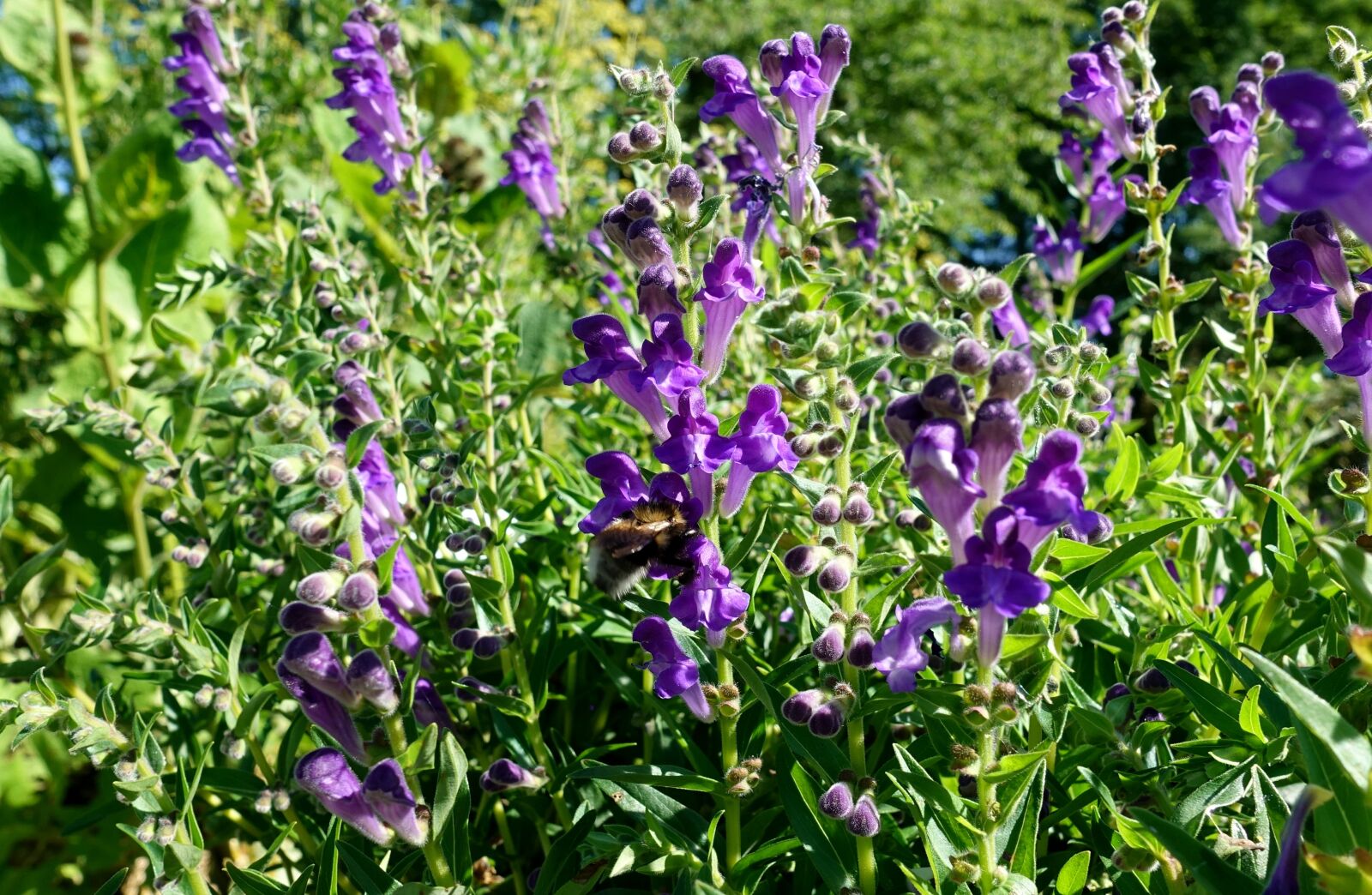 Sony DSC-RX100M5 sample photo. Flowers, meadow, purple photography