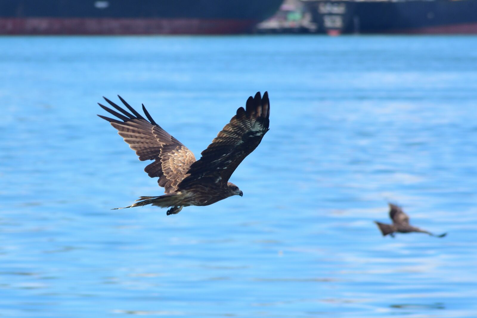 Nikon D750 sample photo. Bird, wildlife, waters photography