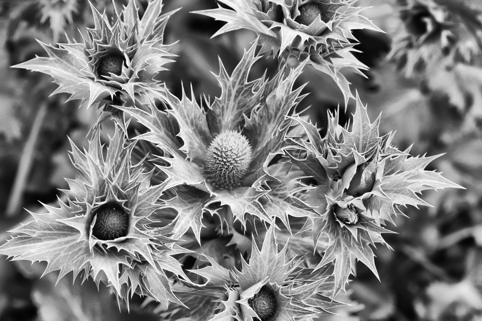Canon EOS 700D (EOS Rebel T5i / EOS Kiss X7i) + Sigma 70mm F2.8 EX DG Macro sample photo. Thistle, prickly, close up photography