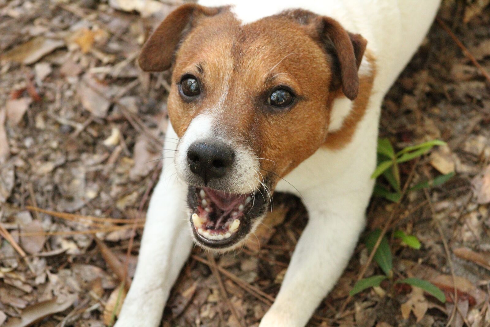 Canon EOS 1300D (EOS Rebel T6 / EOS Kiss X80) sample photo. Animal, cute, dog photography