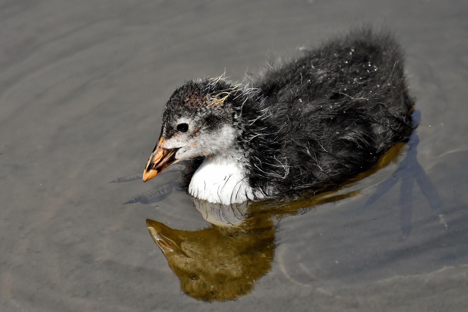 Nikon D7200 sample photo. Coot, chicks, animal photography