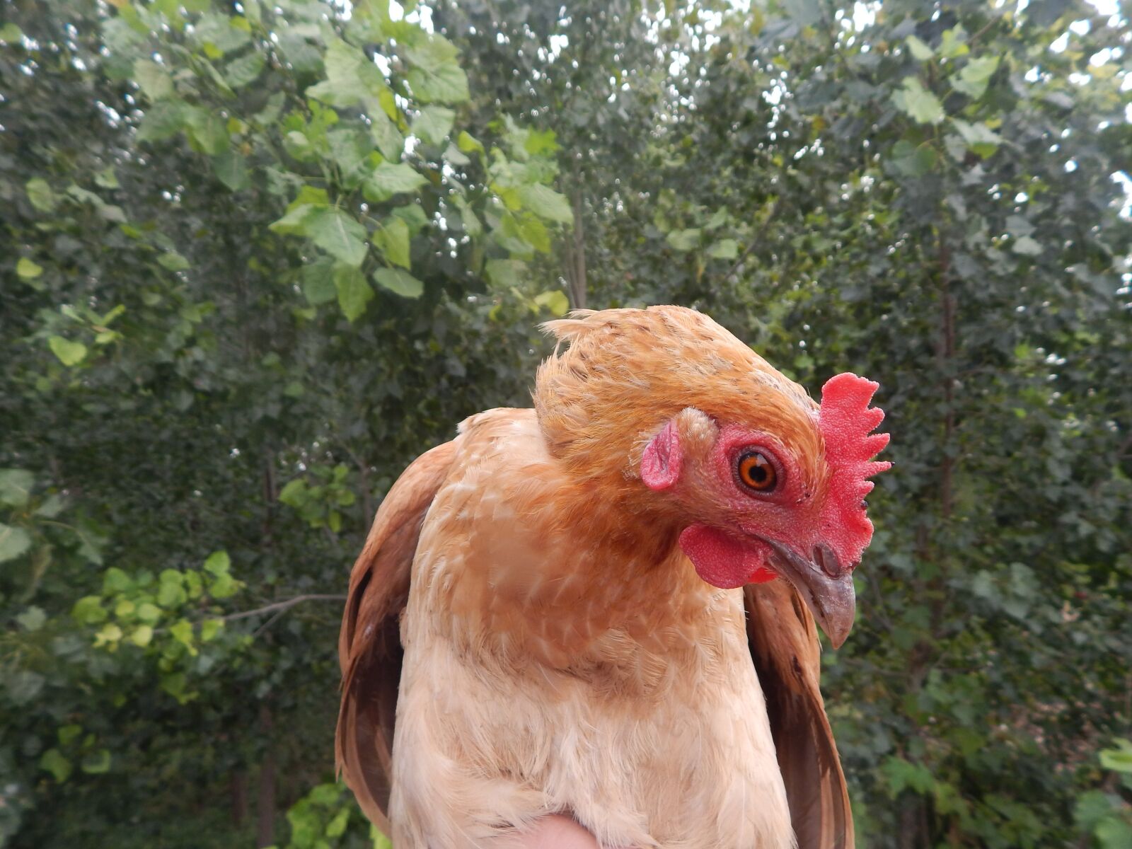 Nikon Coolpix L820 sample photo. Chicken, in rural areas photography