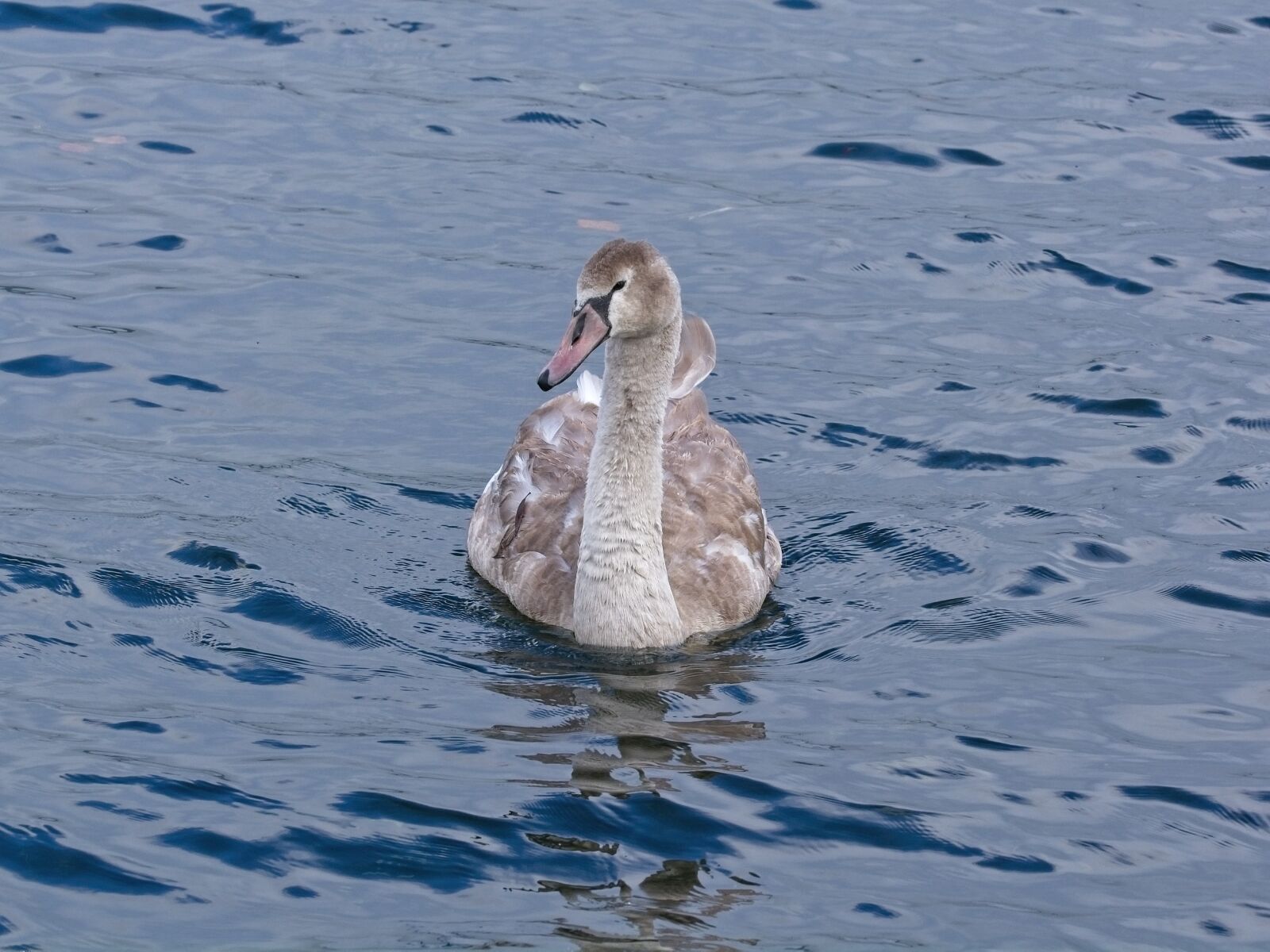 Sigma 105mm F2.8 EX DG OS HSM sample photo. Swan, young, water photography