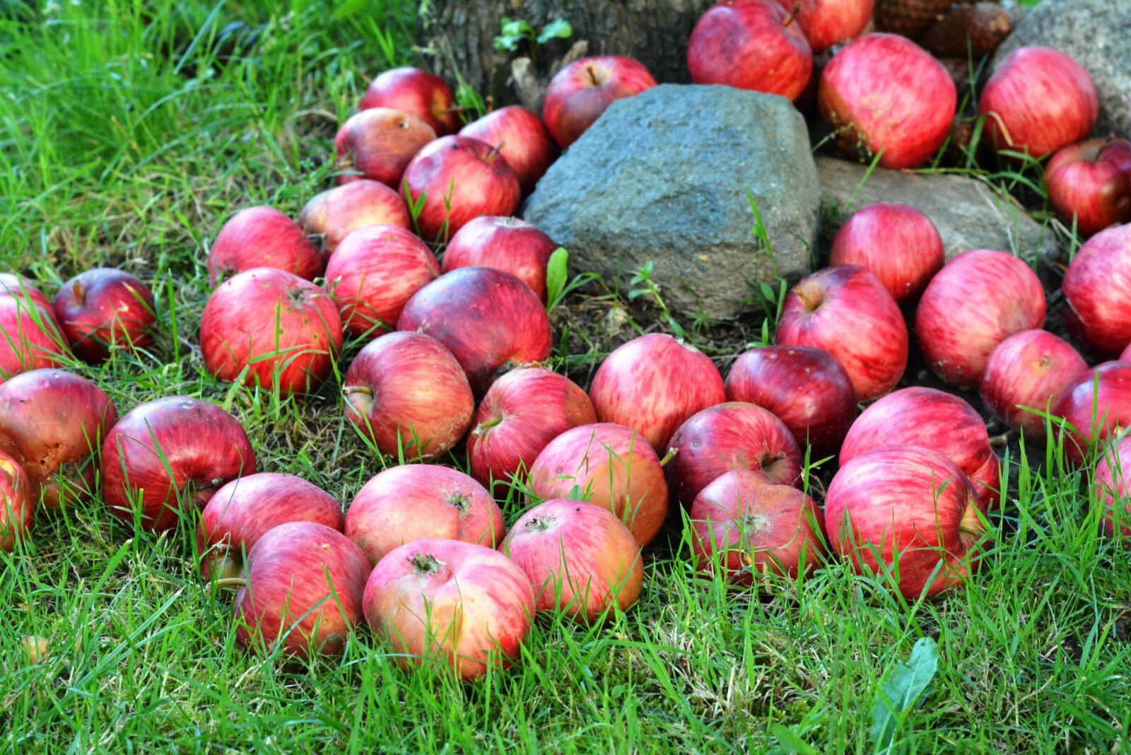 Nikon D5200 sample photo. Apple, apples, fruit photography