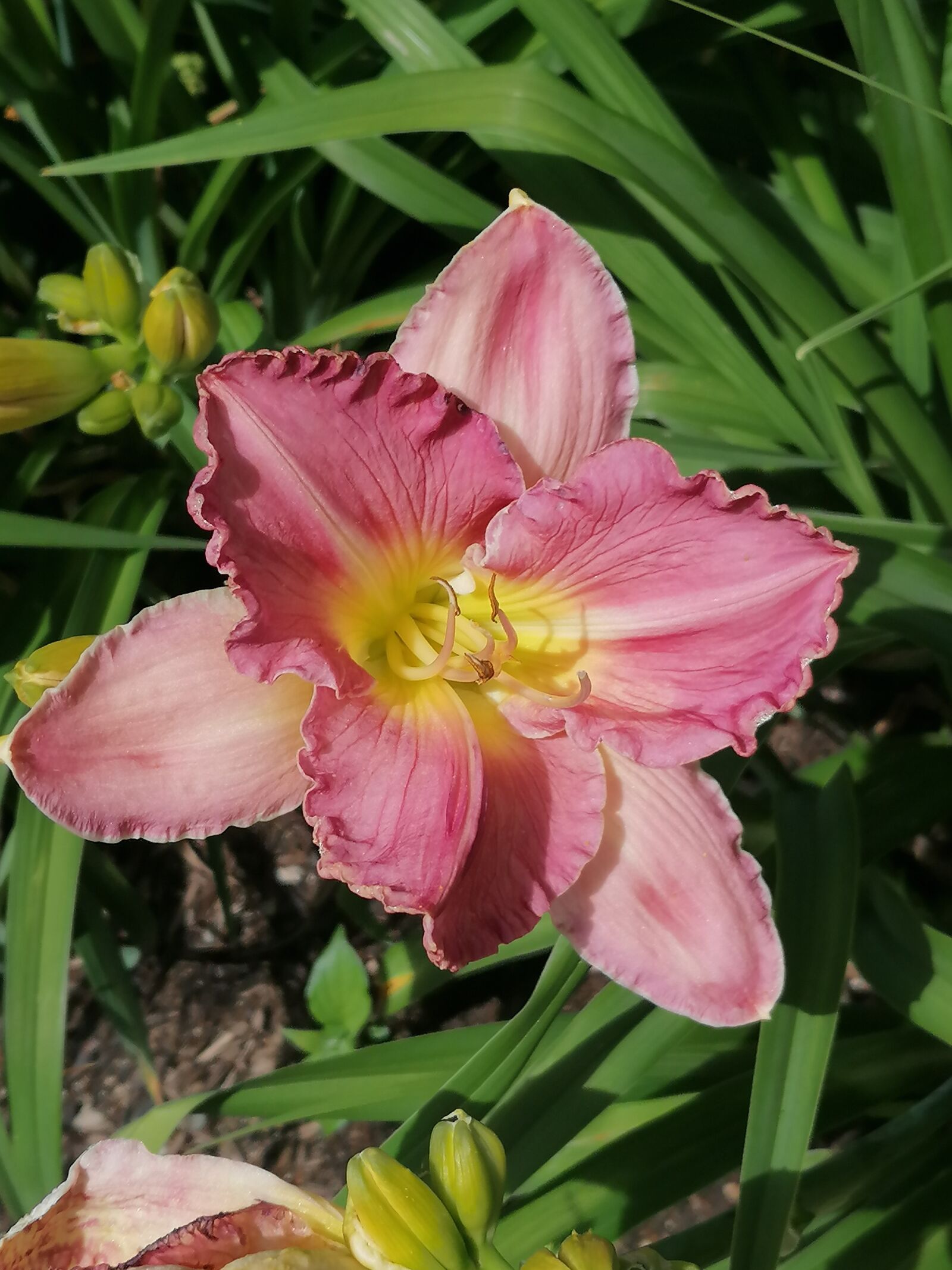 HUAWEI P30 LITE sample photo. Lily, flower, flowering summer photography