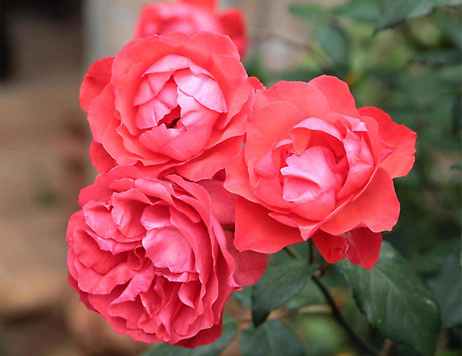 Canon EOS 550D (EOS Rebel T2i / EOS Kiss X4) sample photo. My garden, roses, rose photography