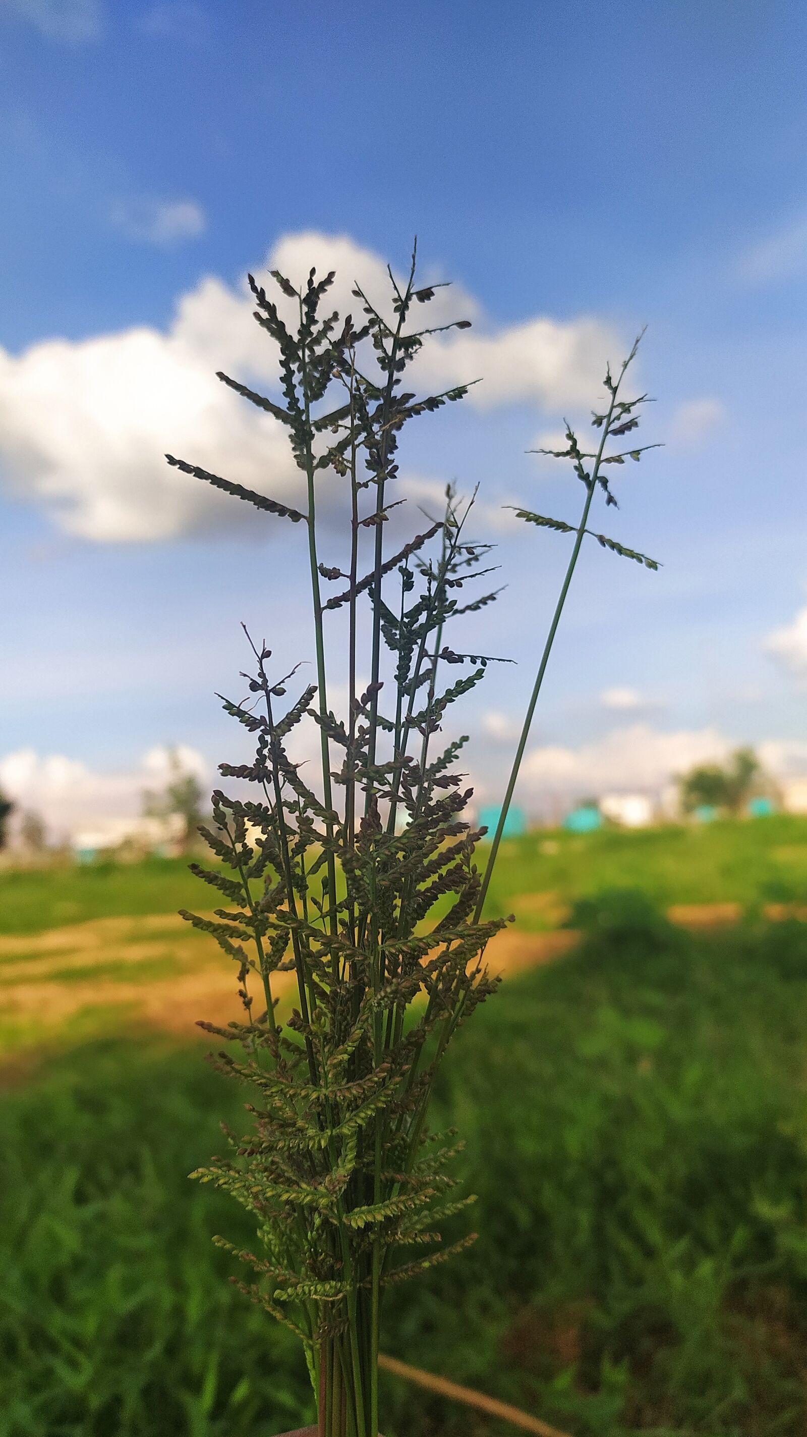Xiaomi Redmi Note 8 sample photo